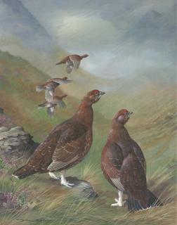 Basil Ede - Lagopus scoticus - Red Grouse in a Highland Landscape
