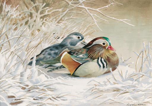 Basil Ede - Mandarin Ducks