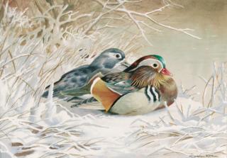 Basil Ede - Mandarin Ducks