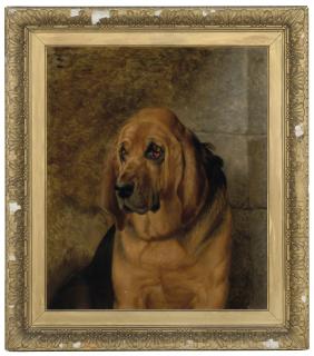 Basil Nightingale - A bloodhound