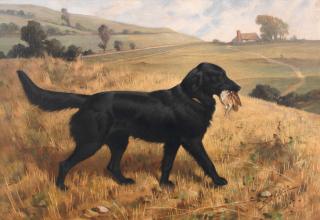 Basil Nightingale - A flatcoat retriever