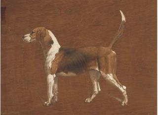 Basil Nightingale - Wallflower, A Hound From The North Warwickshire Hunt; And A Fox