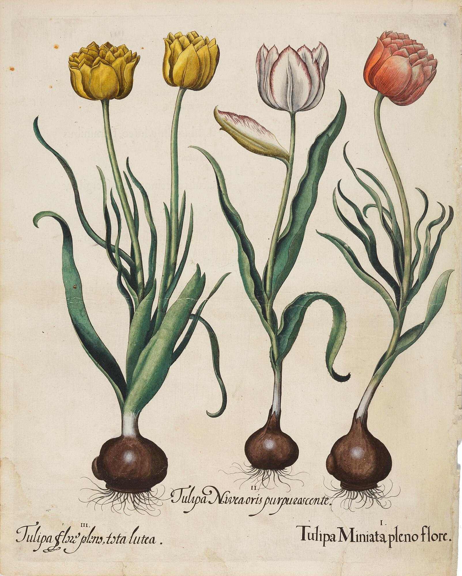 Basilius Besler - 11 Bll.: Aus dem „Hortus Eystettensis“.