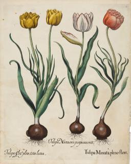 Basilius Besler - 11 Bll.: Aus dem „Hortus Eystettensis“.