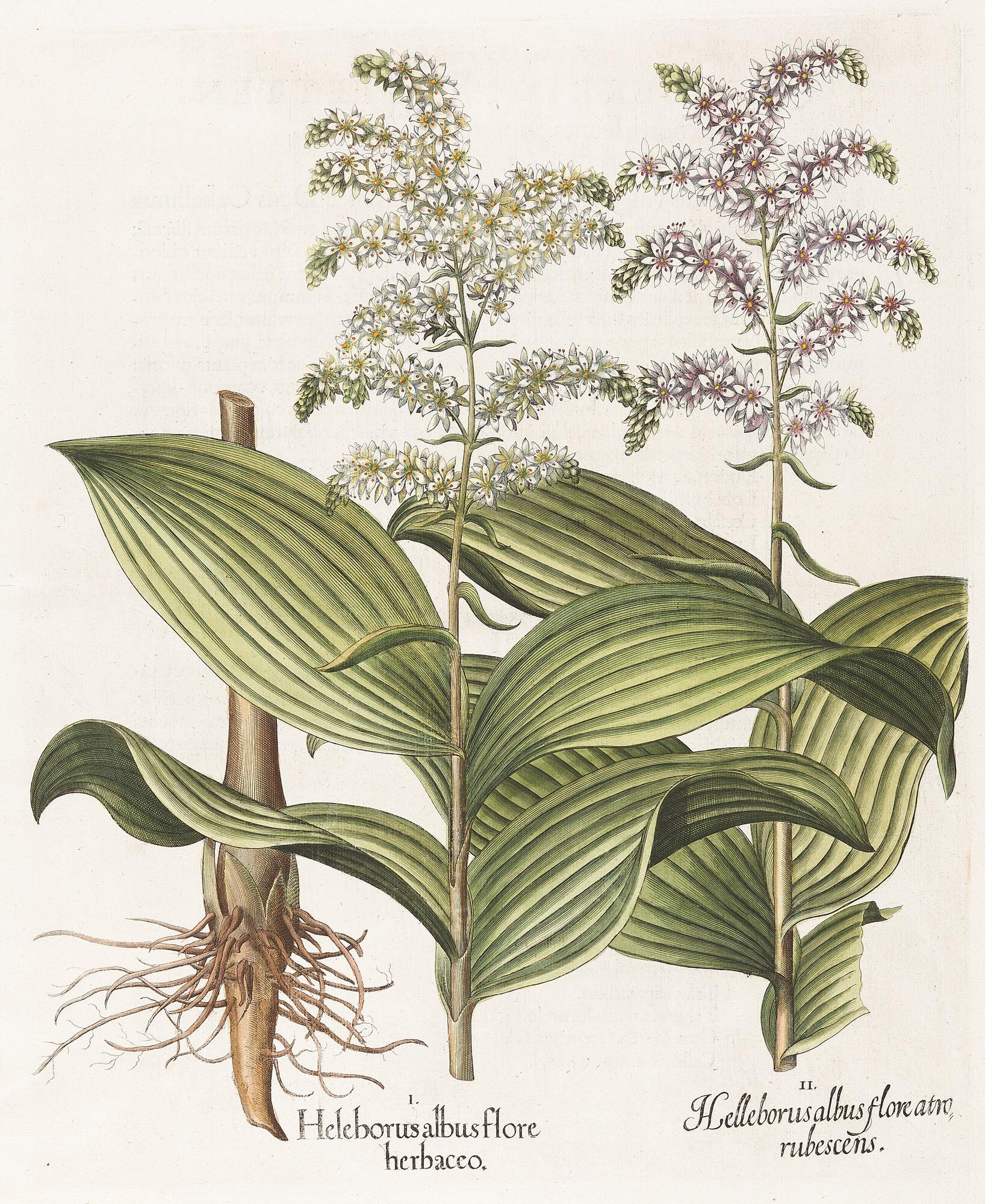 Basilius Besler - 2 Bll.: Aus dem „Hortus Eystettensis“.