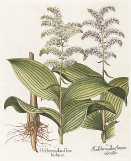 Basilius Besler - 2 Bll.: Aus dem „Hortus Eystettensis“.