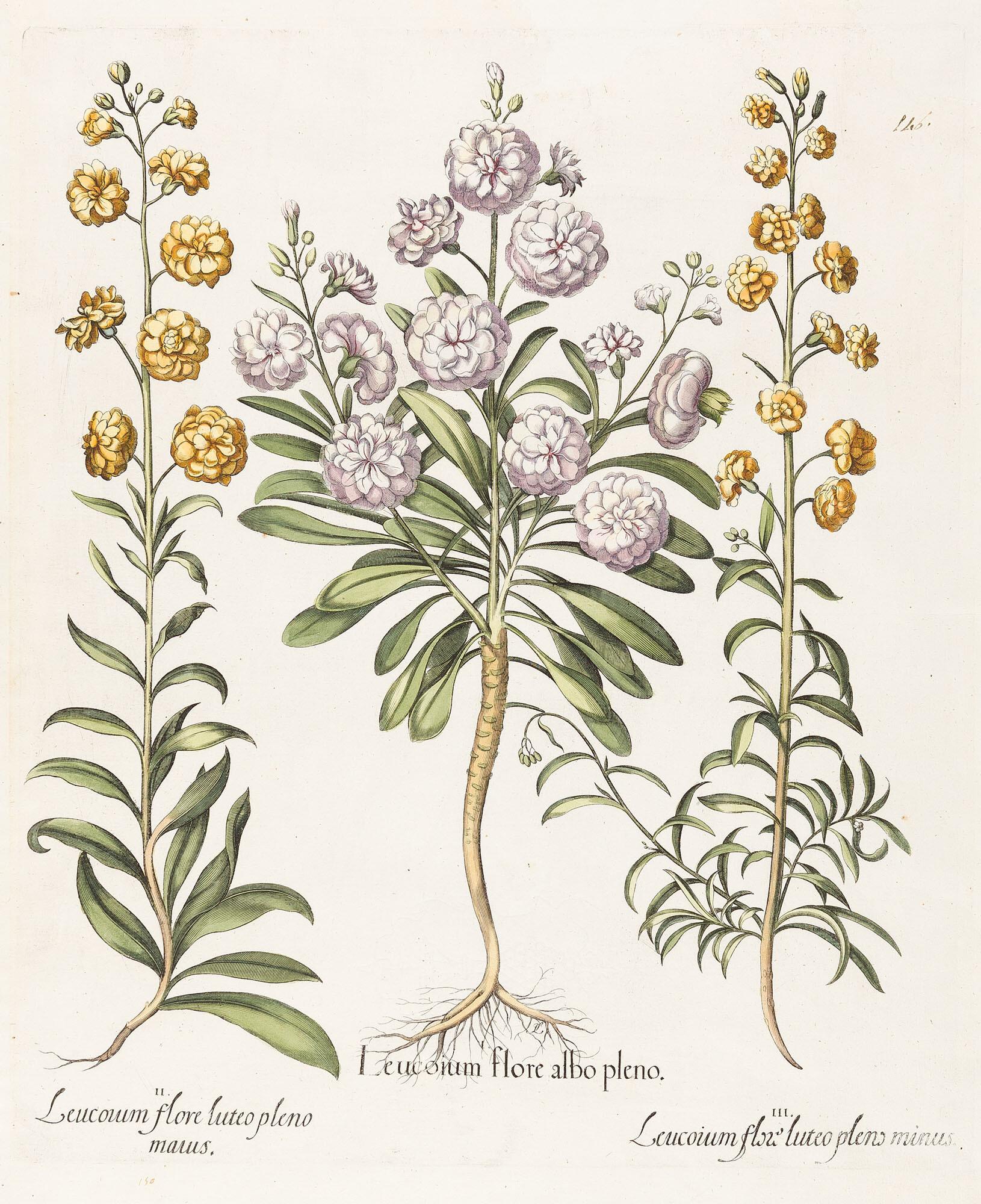 Basilius Besler - 2 Bll.: Aus dem „Hortus Eystettensis“.