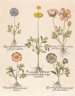 Basilius Besler - 2 Bll.: Aus dem „Hortus Eystettensis“.