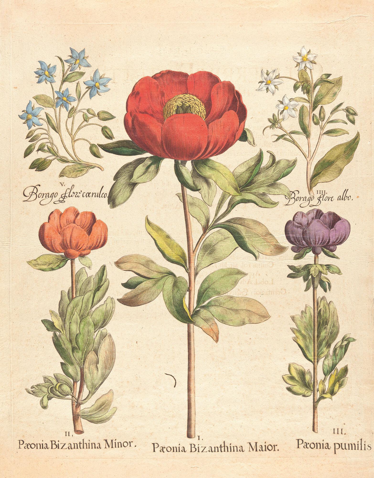 Basilius Besler - 2 Bll. aus: Hortus Eystettensis.