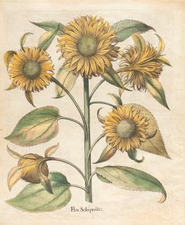 Basilius Besler - 2 Bll. aus: Hortus Eystettensis.