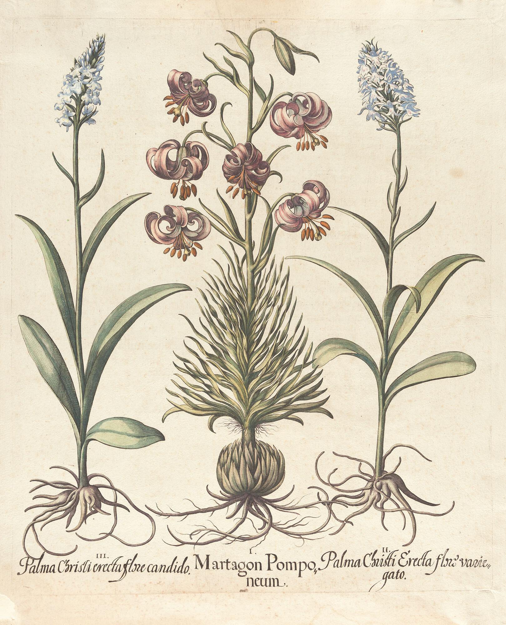 Basilius Besler - 2 Bll. aus: Hortus Eystettensis.