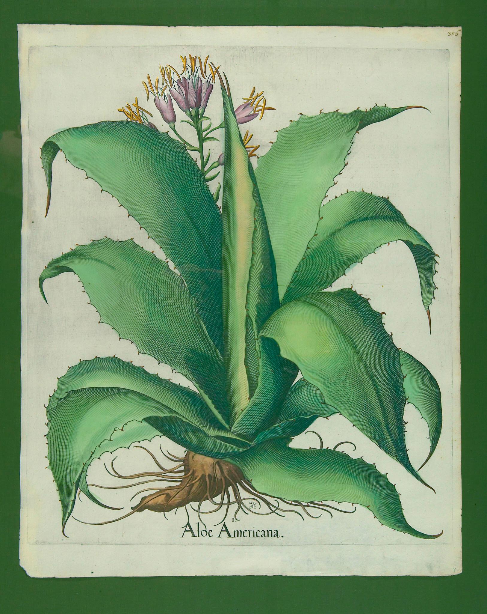 Basilius Besler - 3 Bll.: Aus dem „Hortus Eystettensis“.