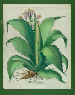 Basilius Besler - 3 Bll.: Aus dem „Hortus Eystettensis“.