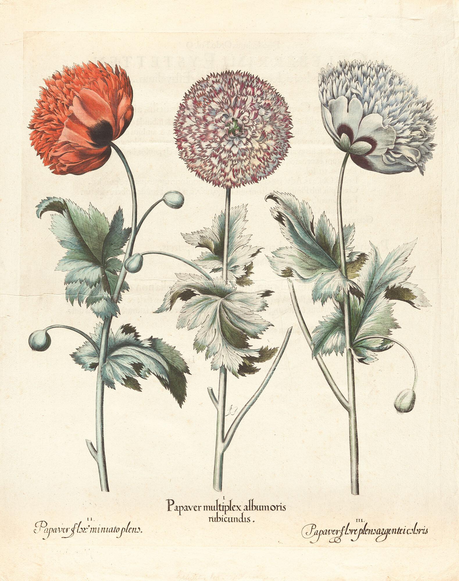 Basilius Besler - 3 Bll. aus: Hortus Eystettensis.