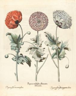 Basilius Besler - 3 Bll. aus: Hortus Eystettensis.