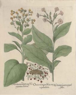 Basilius Besler - Guaiacana and Nicstiana Maior Angusti-folia, from Hortus Eystettensis
