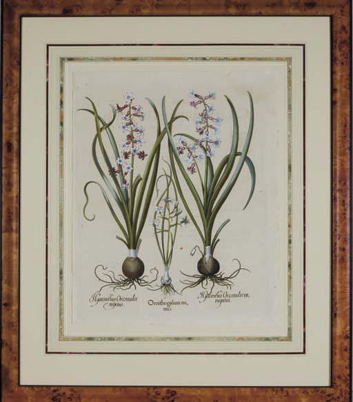 Basilius Besler - Hortus Eyestettensis