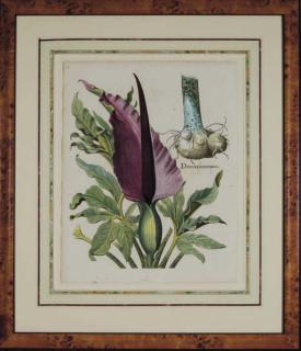 Basilius Besler - Hortus Eyestettensis