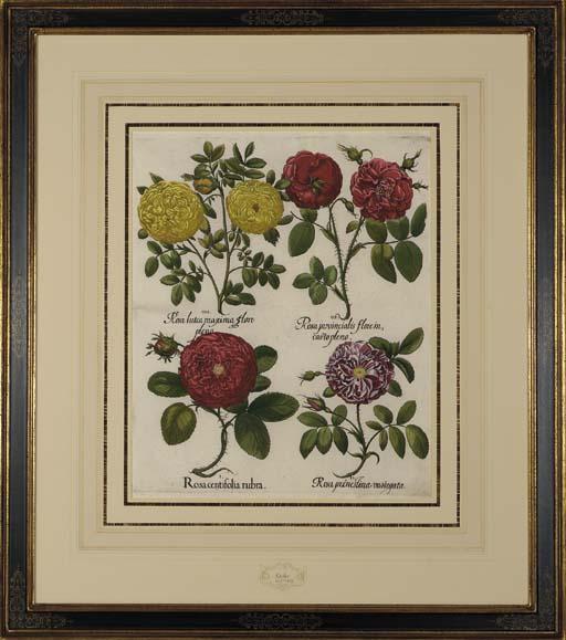 Basilius Besler - Hortus Eystettensis: Eight Plates