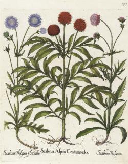 Basilius Besler - Hortus Eystettensis: Four Plates