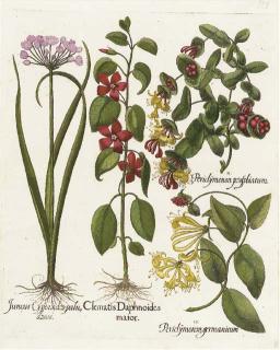 Basilius Besler - Hortus Eystettensis: Four Plates