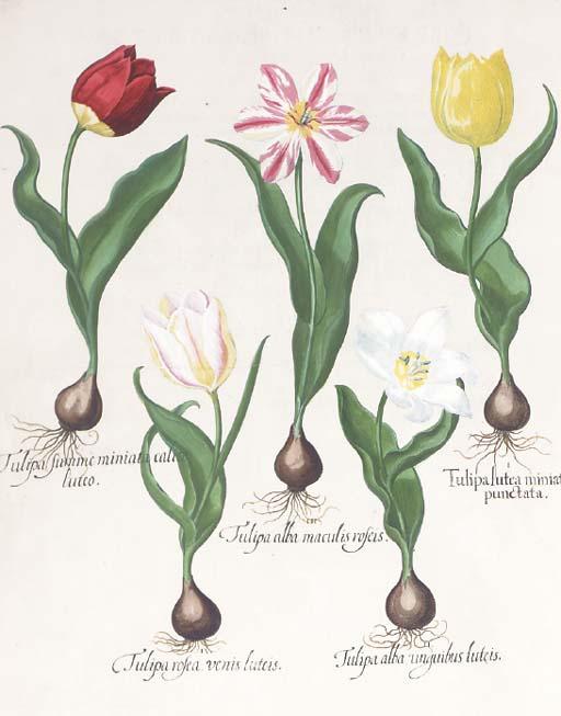 Basilius Besler - Hortus Eystettensis: Two Plates