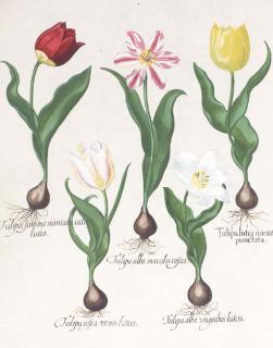 Basilius Besler - Hortus Eystettensis: Two Plates