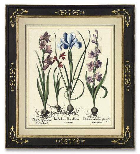 Basilius Besler - Iris Bulbosa flore diluto coeruleo; and Gladiolus Italicus flore rubro