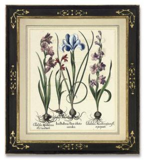 Basilius Besler - Iris Bulbosa flore diluto coeruleo; and Gladiolus Italicus flore rubro