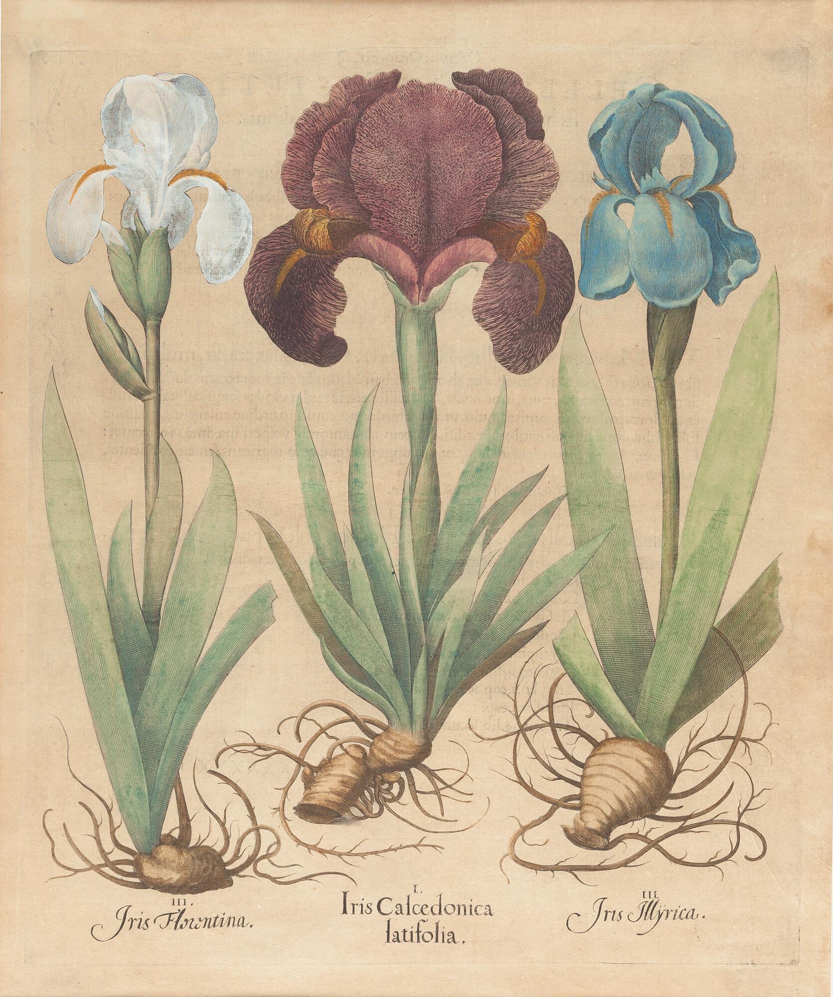 Basilius Besler - „Iris Calcedonia latifolia“ aus dem „Hortus Eystettensis“