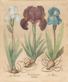 Basilius Besler - „Iris Calcedonia latifolia“ aus dem „Hortus Eystettensis“