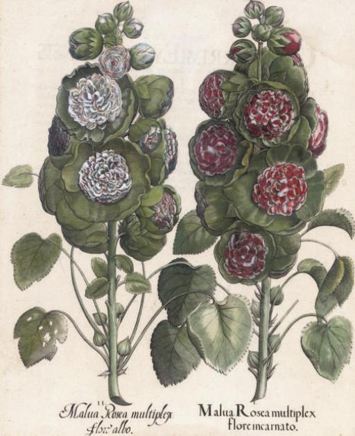 Basilius Besler - Malua Rosea; and Malua Bortensis