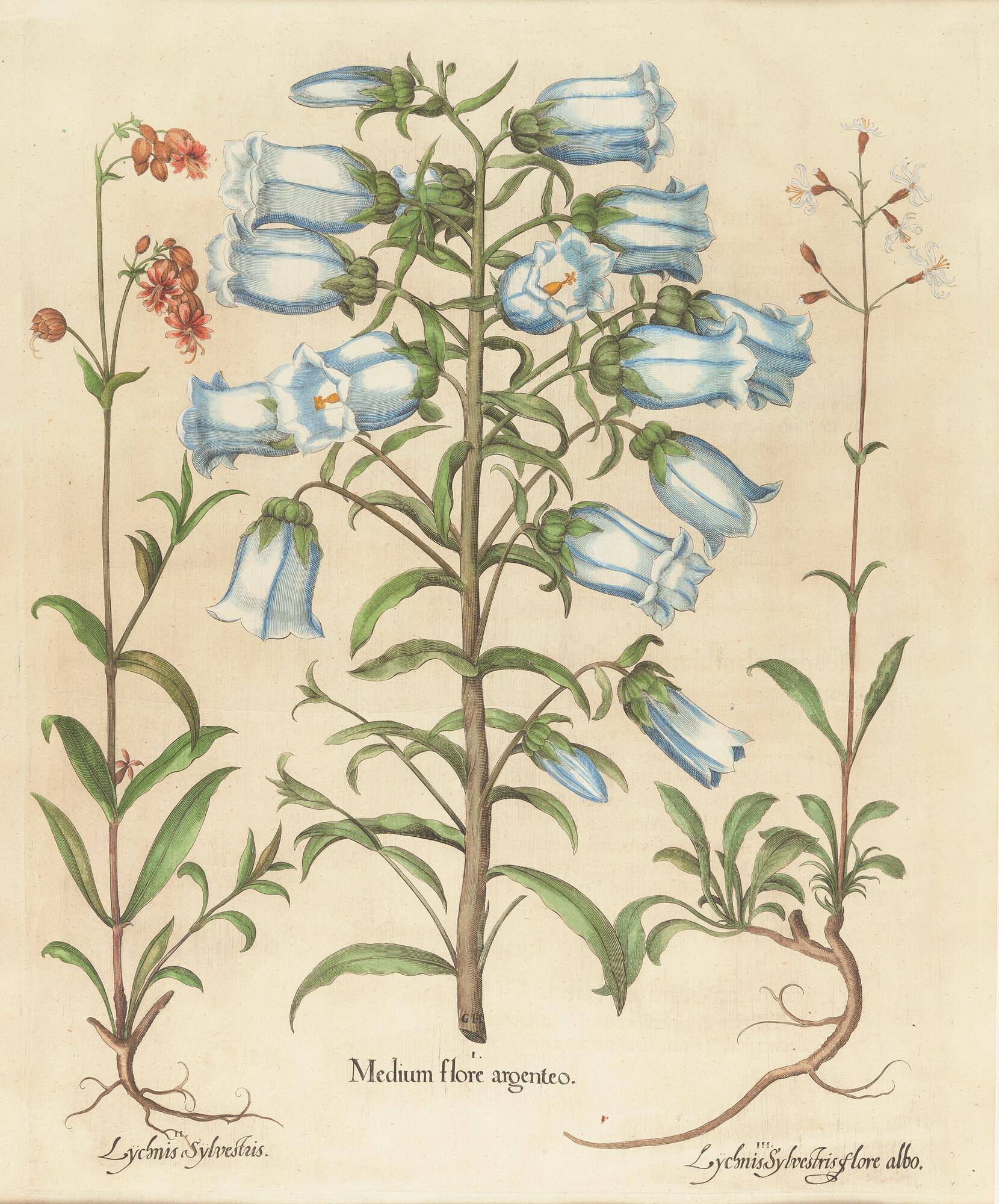 Basilius Besler - „Medium flore argenteo“ aus dem „Hortus Eystettensis“