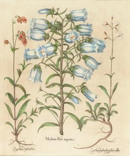 Basilius Besler - „Medium flore argenteo“ aus dem „Hortus Eystettensis“