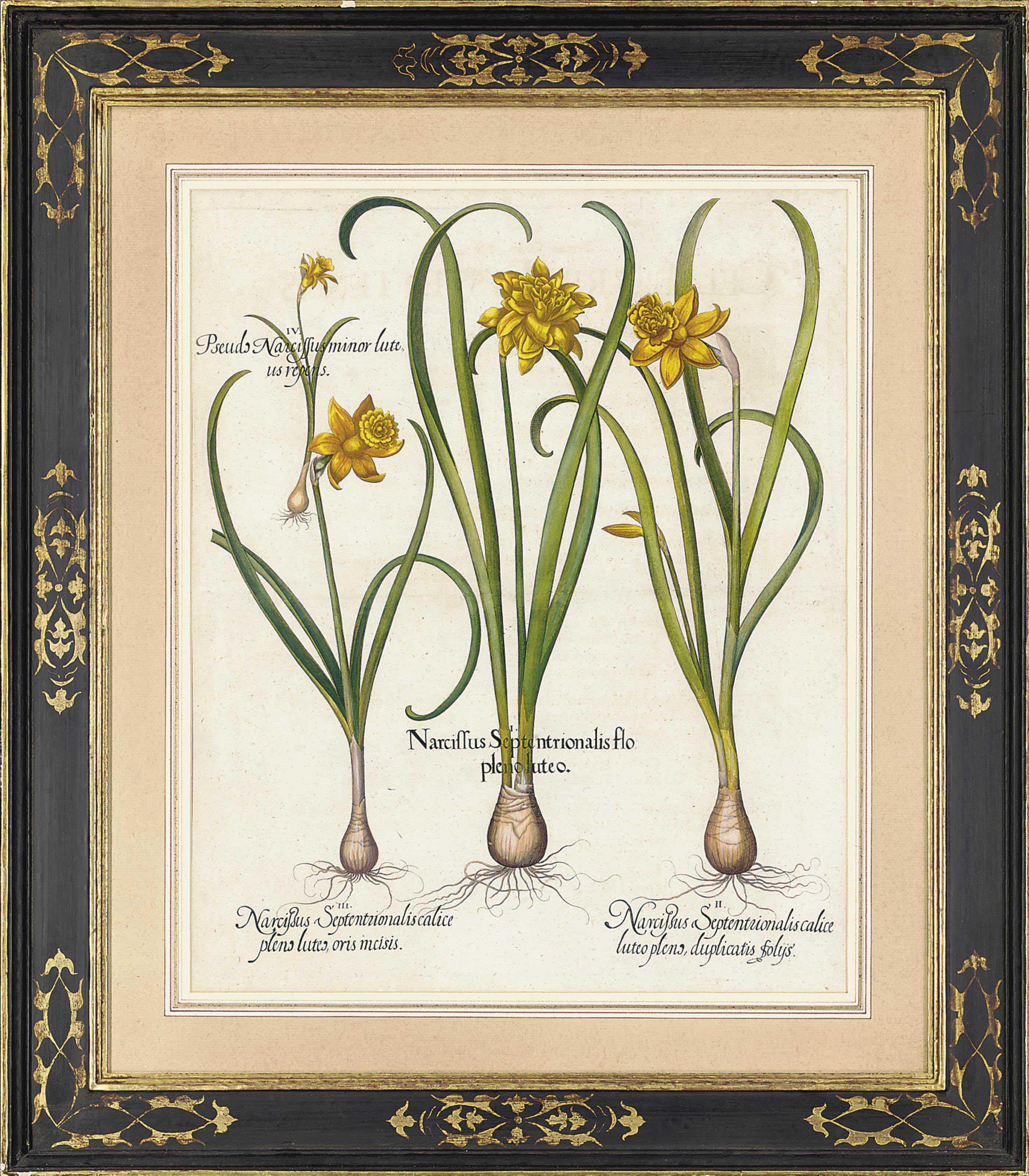 Basilius Besler - Narcisssus Septentrionalis flo plenoluteo; Narcissus iuncifolius polyanthos albus; Anemone flore multiplici coccineo colore tenuifolia; and Anemone tenuifolia flore purpureo violacea, from Hortus Eystettensis