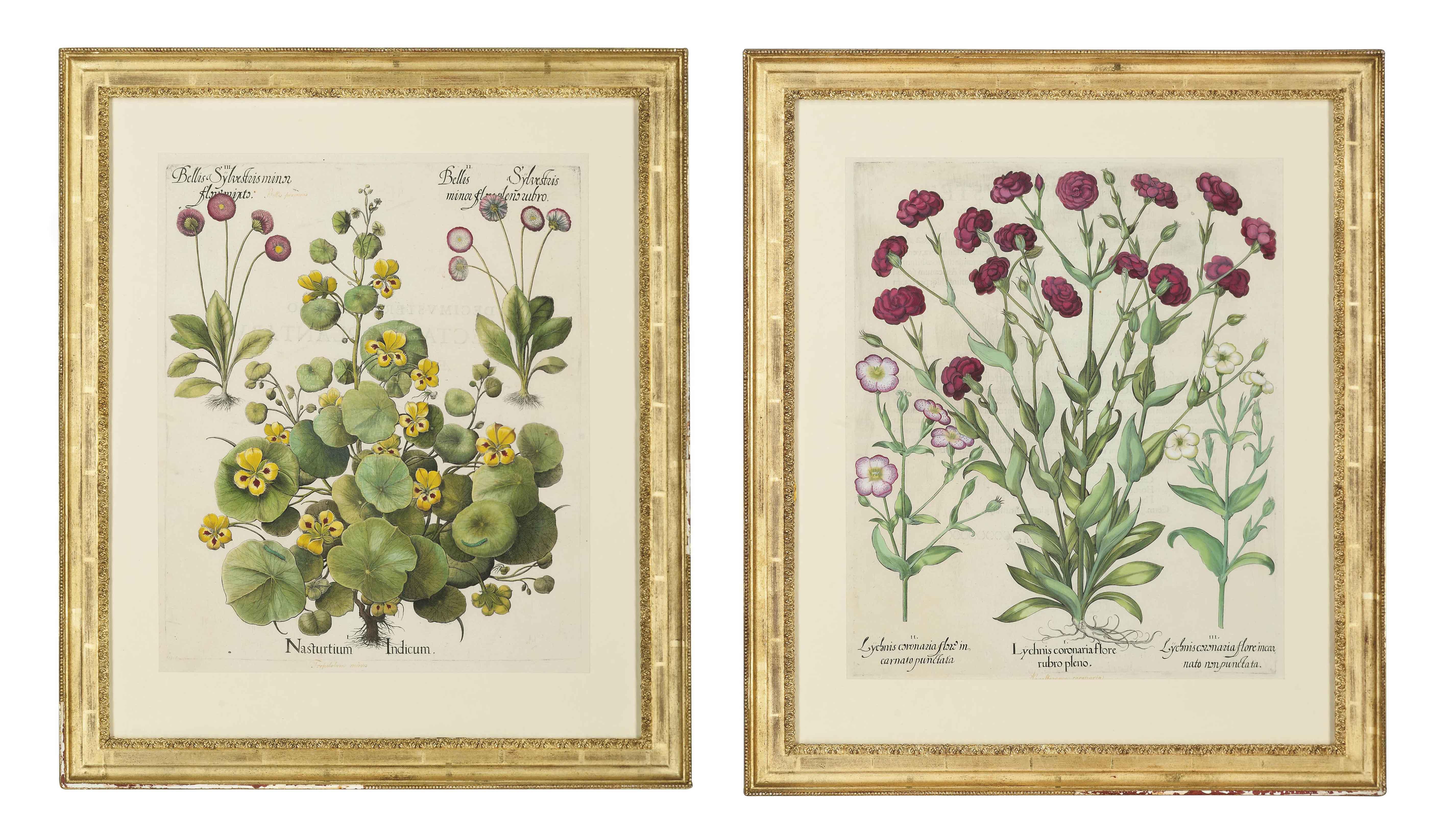 Basilius Besler - Nasturtium Indicum; And Lychnis Coronaria Flore Rubro Pleno