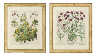 Basilius Besler - Nasturtium Indicum; And Lychnis Coronaria Flore Rubro Pleno