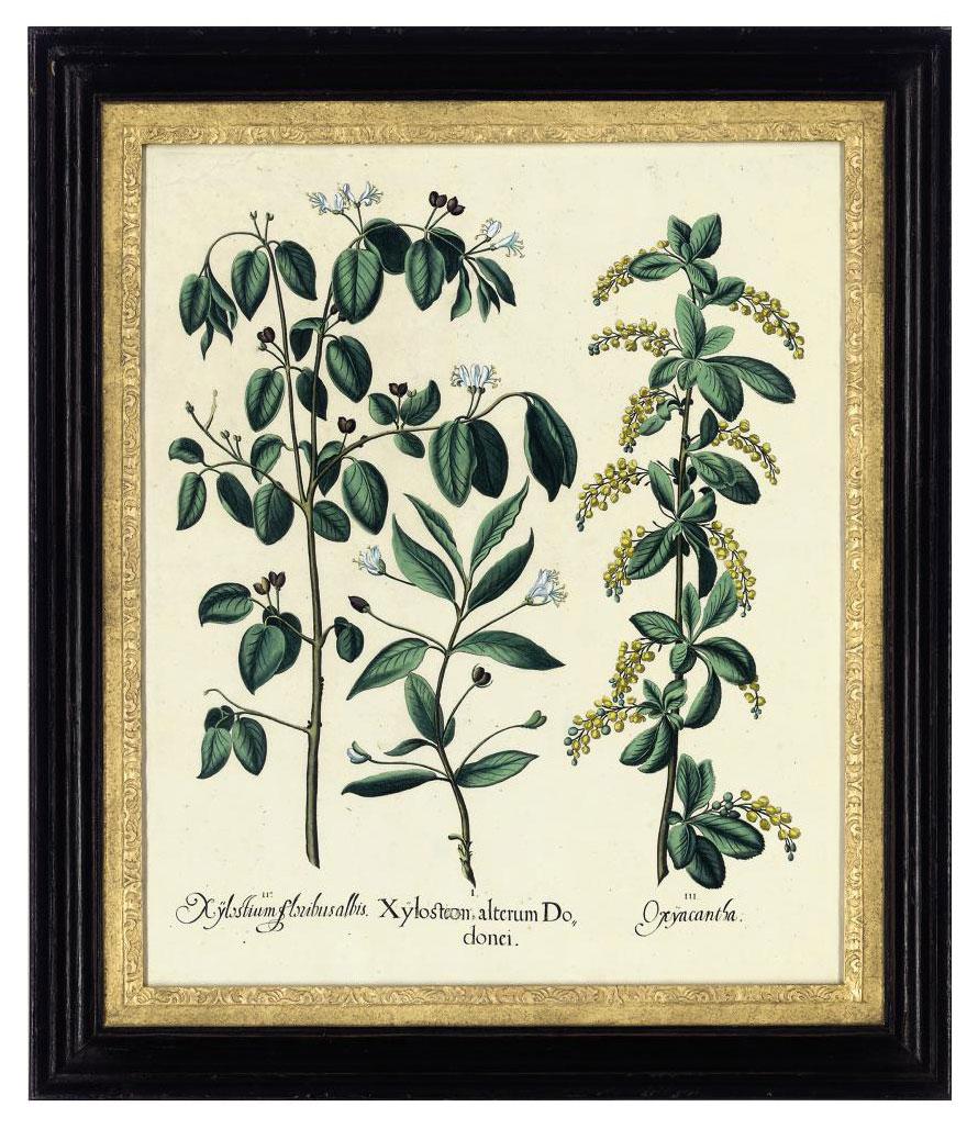 Basilius Besler - Xylosteon alterum Dodonei; Arbor ludae; Ariftolochia Vulgaris flore Purpureo; Amaranthus Tricolor; Asparagus domesticus; and Nymphaea alba maior