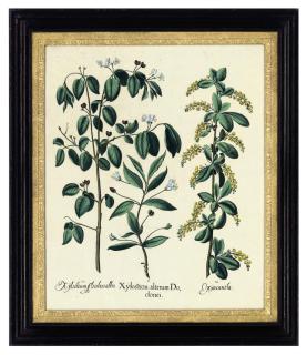 Basilius Besler - Xylosteon alterum Dodonei; Arbor ludae; Ariftolochia Vulgaris flore Purpureo; Amaranthus Tricolor; Asparagus domesticus; and Nymphaea alba maior