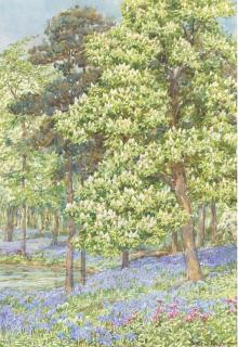 Beatrice Parsons - Chestnut Trees And Bluebells, Staffordshire