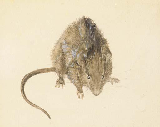 Beatrix Potter - A study of a house mouse