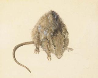 Beatrix Potter - A study of a house mouse