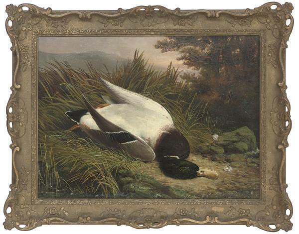 Ben Hold - A dead mallard