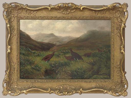 Ben Hold - Grouse in a misty highland landscape