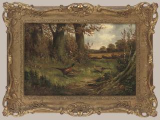 Ben Hold - Pheasants in a woodland clearing