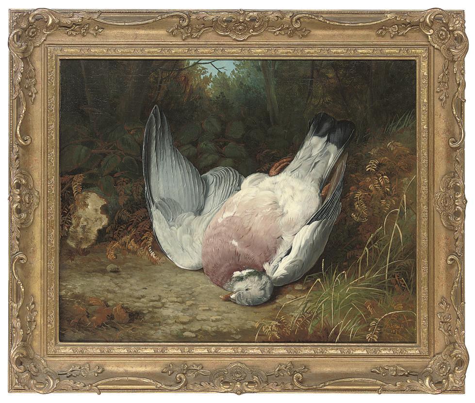 Ben Hold - Wood pigeon in a clearing