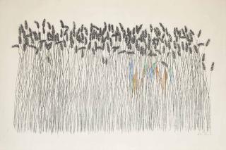 Ben Shahn - Wheat Field (P. 211)