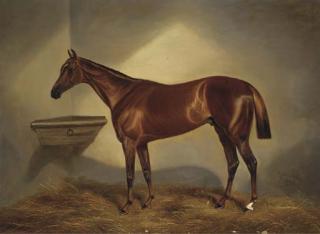 Benjamin Cam Norton - A chestnut racehorse in a stable