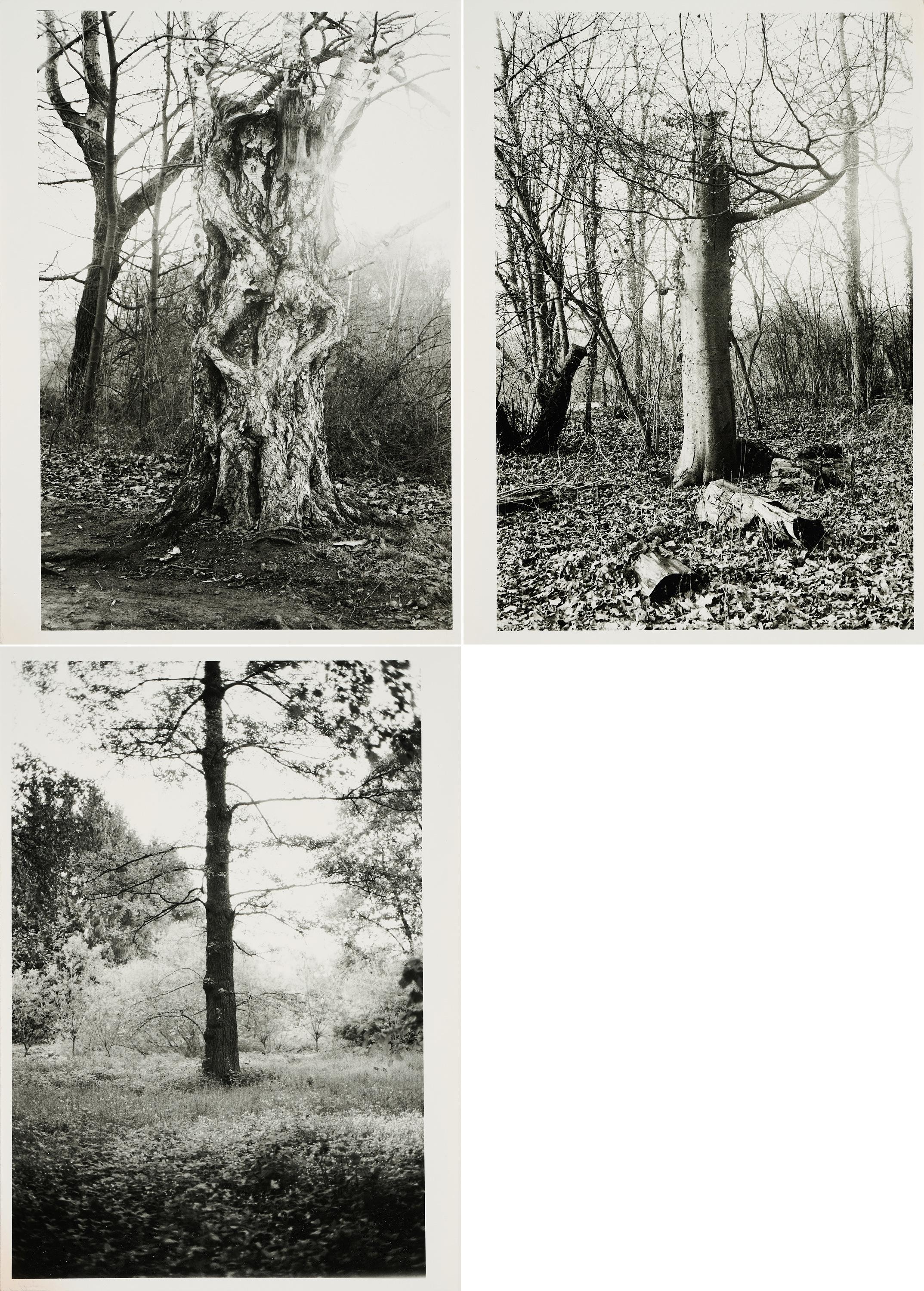 Benjamin Katz - Wald.