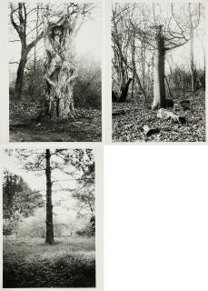 Benjamin Katz - Wald.